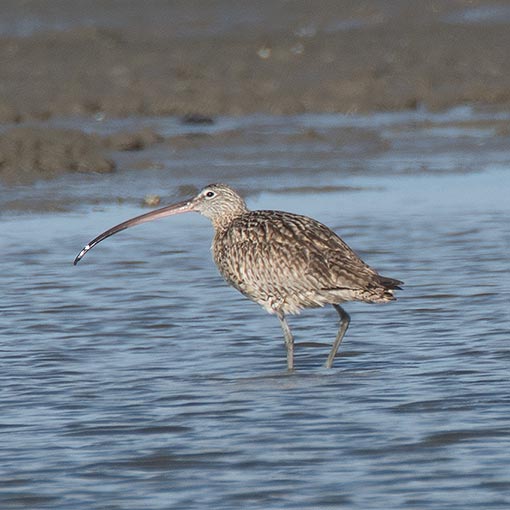 Eastern Curlew | About Tasmania