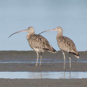 Eastern Curlew
