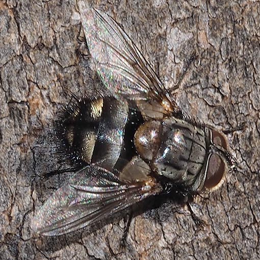 Tritaxys sp., Tachinidae, Tasmania