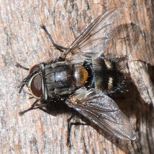 Tritaxys sp., Tachinidae, Tasmania