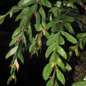 Tmesipteris obliqua