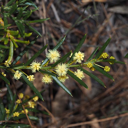Acacia genistifolia, Tasmania