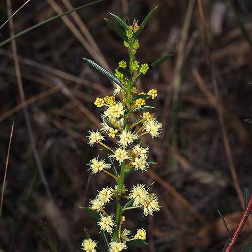 Acacia genistifolia, Tasmania