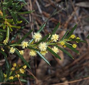 Acacia genistifolia