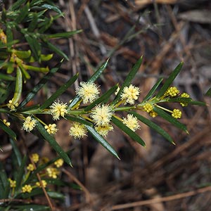 Acacia genistifolia