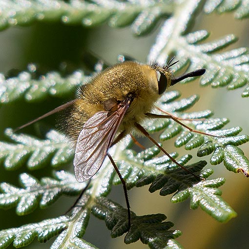 Bee fly, Sisyromyia eulabiata, Bombyliidae, Tasmania