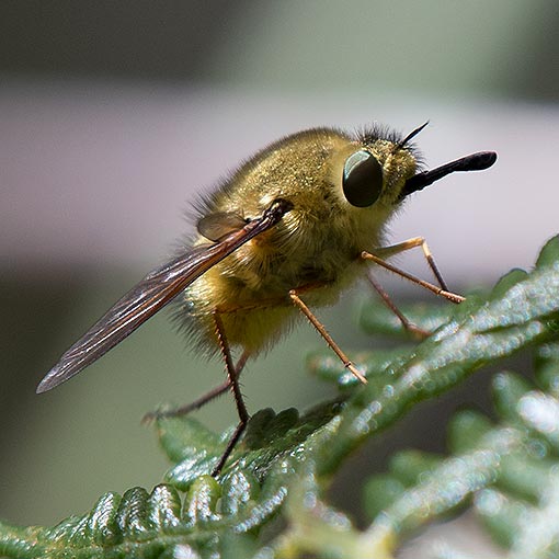 Bee fly, Sisyromyia eulabiata, Bombyliidae, Tasmania