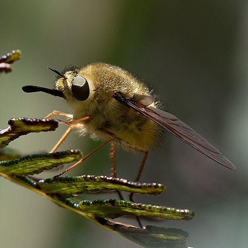 Bee fly, Sisyromyia eulabiata, Bombyliidae, Tasmania