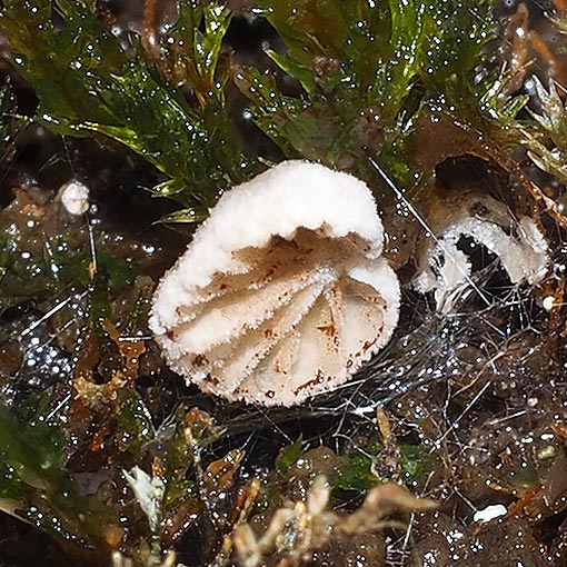 Clitopilus kamaka, fungi, Tasmania