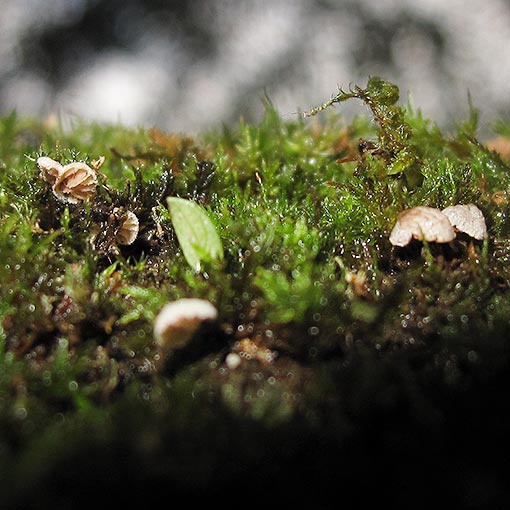 Clitopilus kamaka, fungi, Tasmania