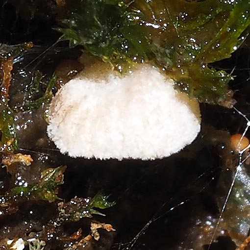 Clitopilus kamaka, fungi, Tasmania