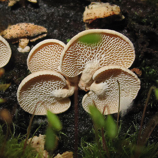 Panellus luxfilamentus, Panellus pusillus, Dictyopanus pusillus, Tasmania, fungi