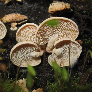 Panellus pusillus