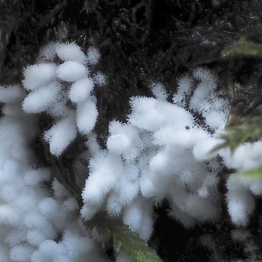Chromelosporiopsis carnea, Ascomycetes, Tasmania