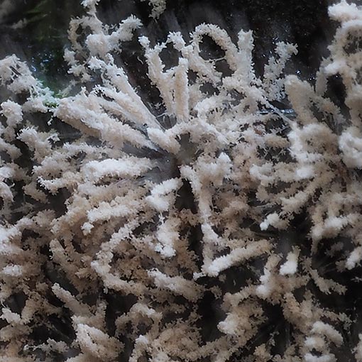 Chromelosporiopsis carnea, Ascomycetes, Tasmania