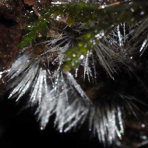 Chromelosporiopsis carnea, Ascomycetes, Tasmania