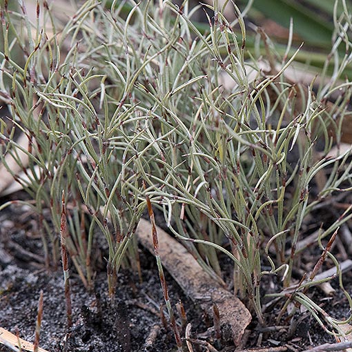 Hypolaena fastigiata, Tasmania