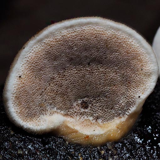 Metuloidea rhinocephala, Junghuhnia rhinocephala, fungi, Tasmania