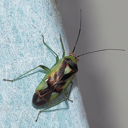 Mirid Bug, Tasmania