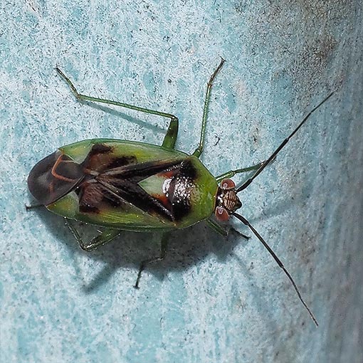 Mirid Bug, Tasmania