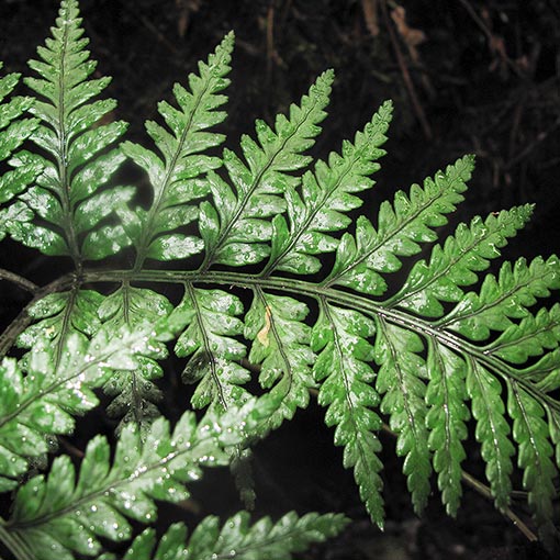 Rumohra adiantiformis, Leathery Shield Fern, Tasmania