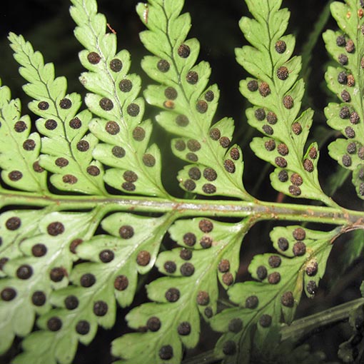 Rumohra adiantiformis, Leathery Shield Fern, Tasmania