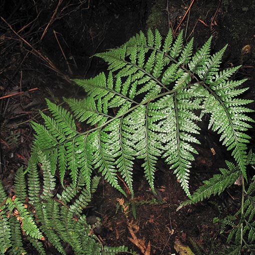 Rumohra adiantiformis, Leathery Shield Fern, Tasmania