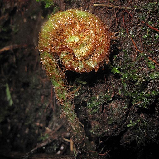 Rumohra adiantiformis, Leathery Shield Fern, Tasmania