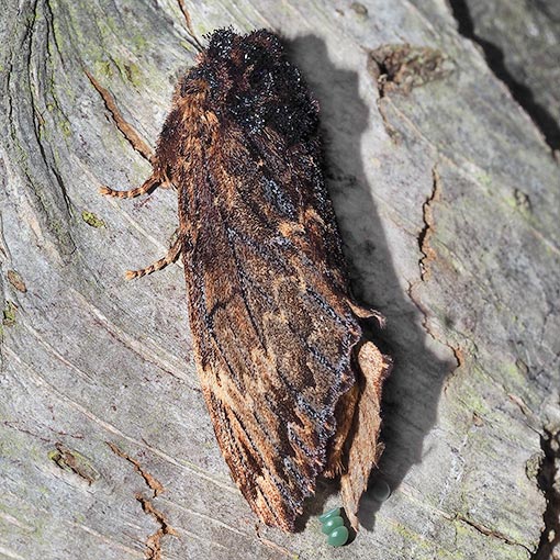 Sorama bicolor, Notodontidae, Tasmania