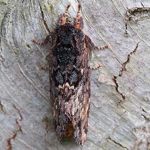 Sorama bicolor, Notodontidae, Tasmania