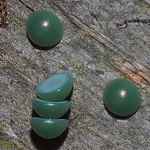 Sorama bicolor eggs