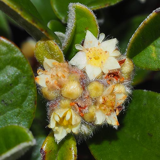 Spyridium obovatum var obovatum, Tasmania