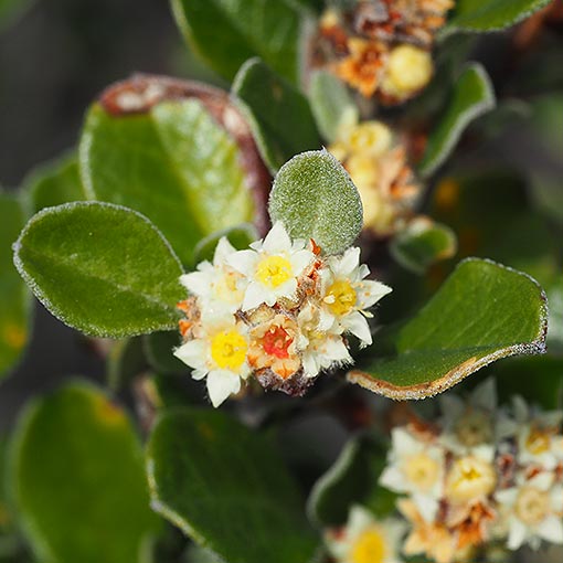 Spyridium obovatum var obovatum, Tasmania