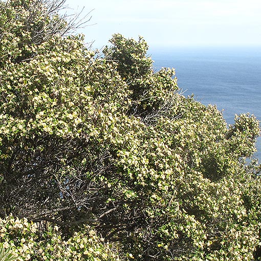 Spyridium obovatum var obovatum, Tasmania
