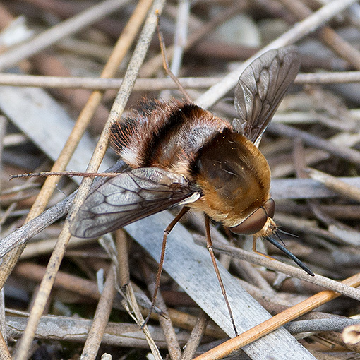 Meomyia fasciculata, bee fly, Tasmania