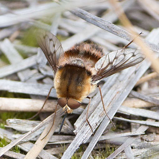 Meomyia fasciculata, bee fly, Tasmania