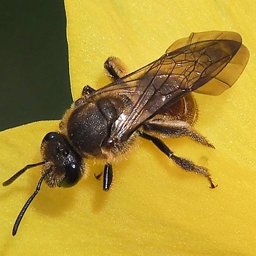 halictid bee, Lasioglossum sp., Tasmania
