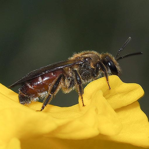 halictid bee, Lasioglossum sp., Tasmania