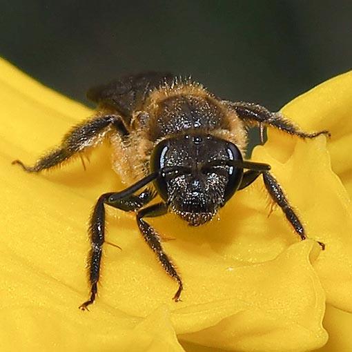 halictid bee, Lasioglossum sp., Tasmania