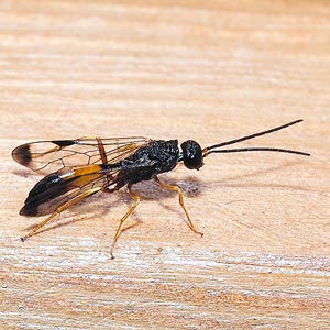 Aulacid wasp