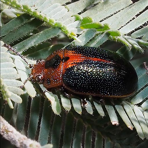 Calomela curtisi, beetle, Tasmania