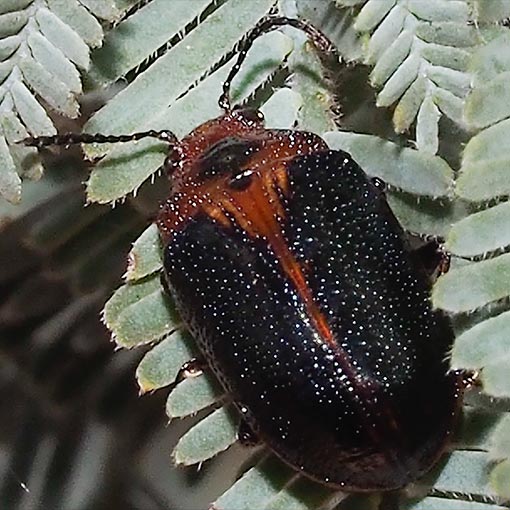 Calomela curtisi, beetle, Tasmania