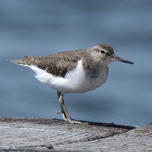 Common Sandpiper, Tringa hypoleucos, Tasmania