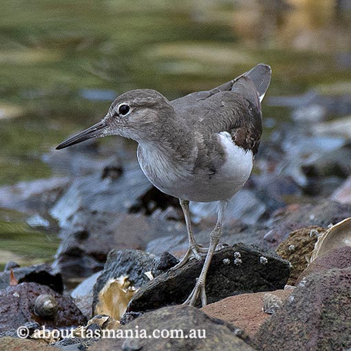 Common Sandpiper, Tringa hypoleucos, Tasmania