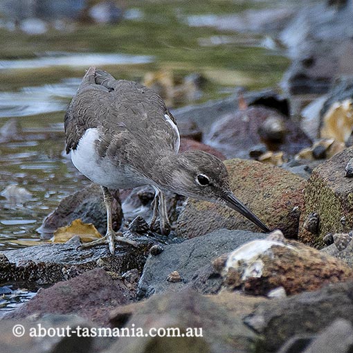 Common Sandpiper, Tringa hypoleucos, Tasmania