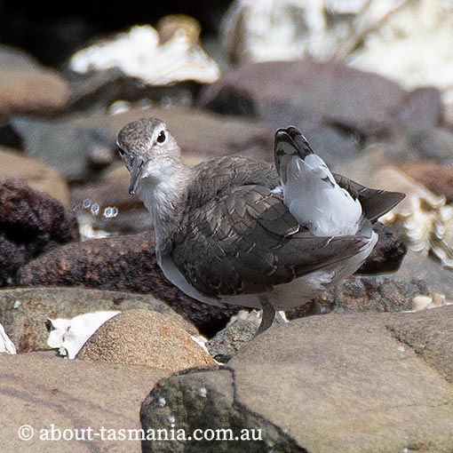 Common Sandpiper, Tringa hypoleucos, Tasmania
