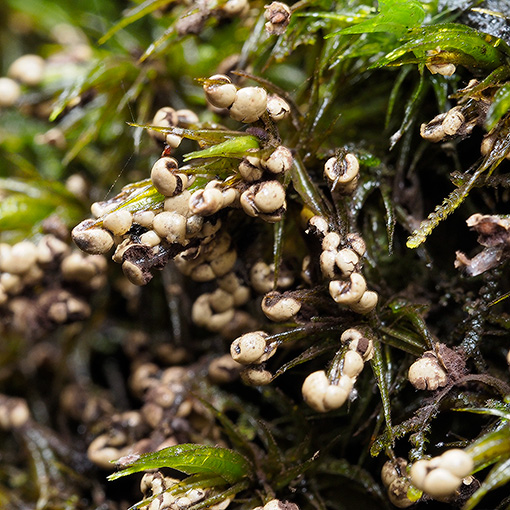 Diderma sp., Myxomycetes, Tasmania