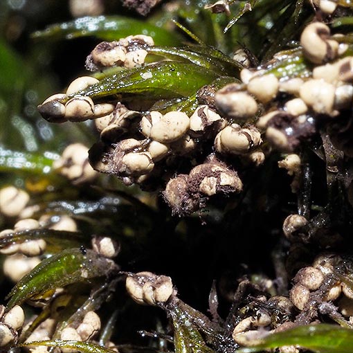 Diderma sp., Myxomycetes, Tasmania