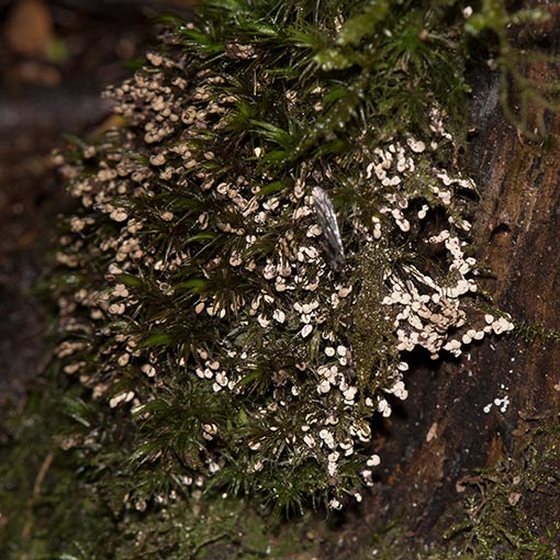 Diderma sp., Myxomycetes, Tasmania