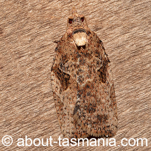 Epiphyas xylodes, moth, Tasmania